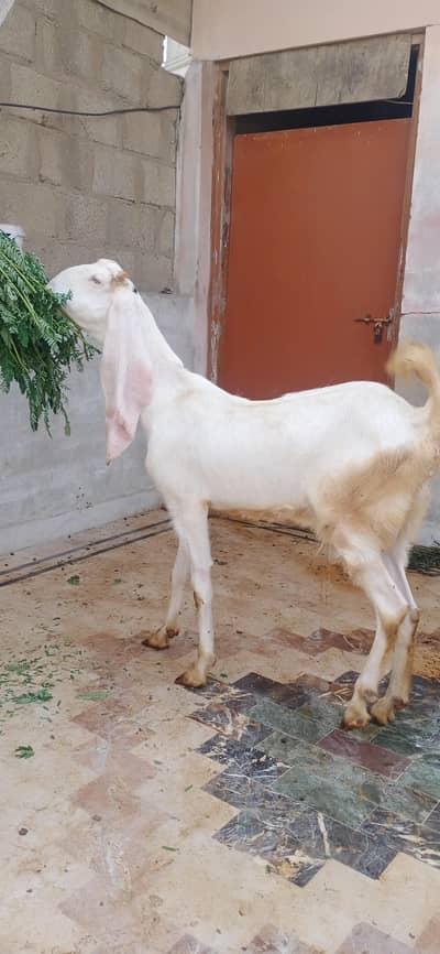 gulabi bakri