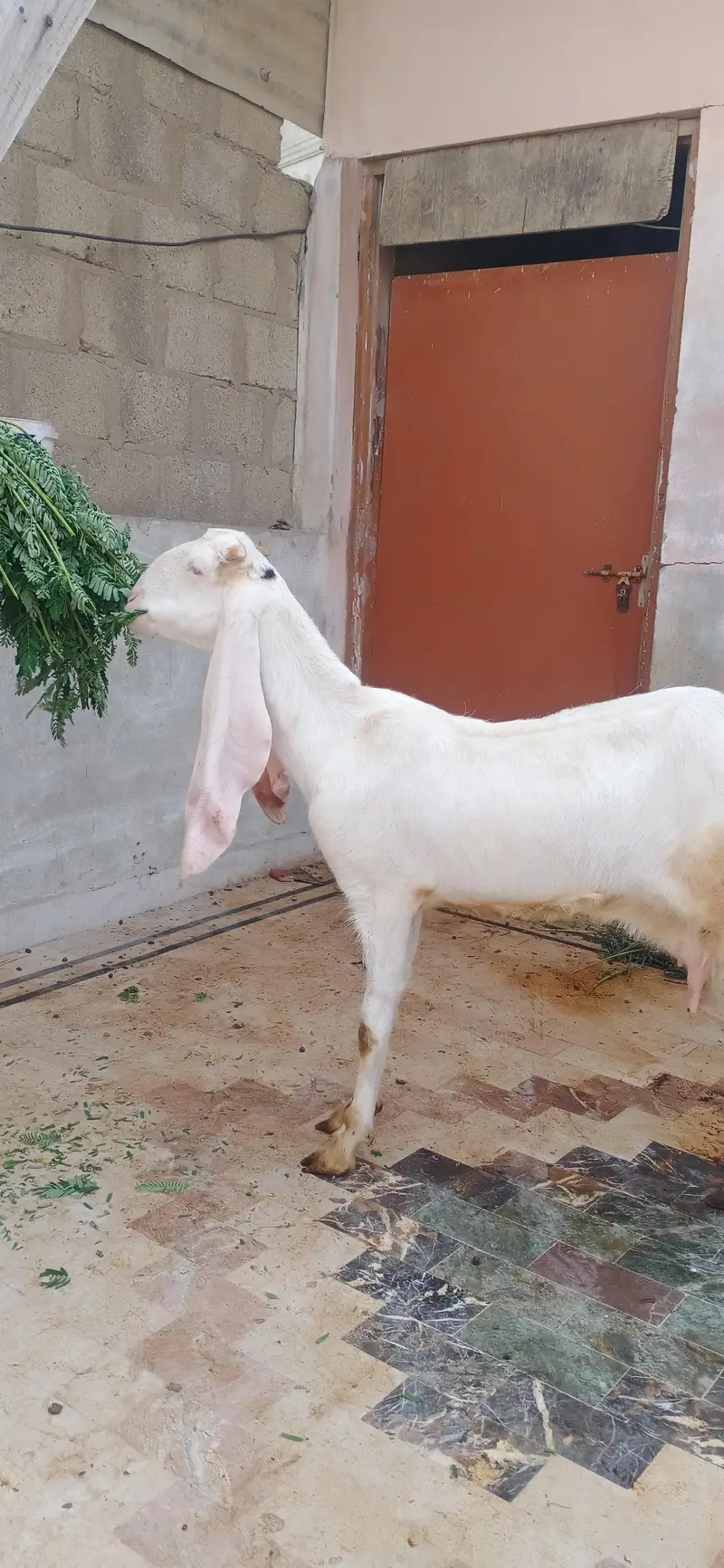 gulabi bakri — photo 2