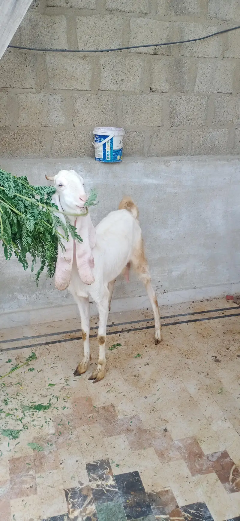 gulabi bakri — photo 3