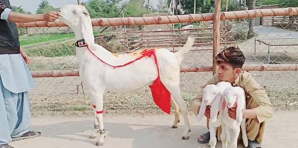 2 bacchon wali bakri gulabi for sale call--03242213919