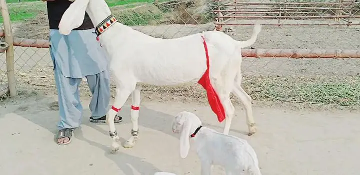 2 bacchon wali bakri gulabi for sale call--03242213919 — photo 2
