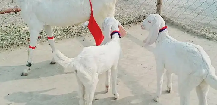 2 bacchon wali bakri gulabi for sale call--03242213919 — photo 3