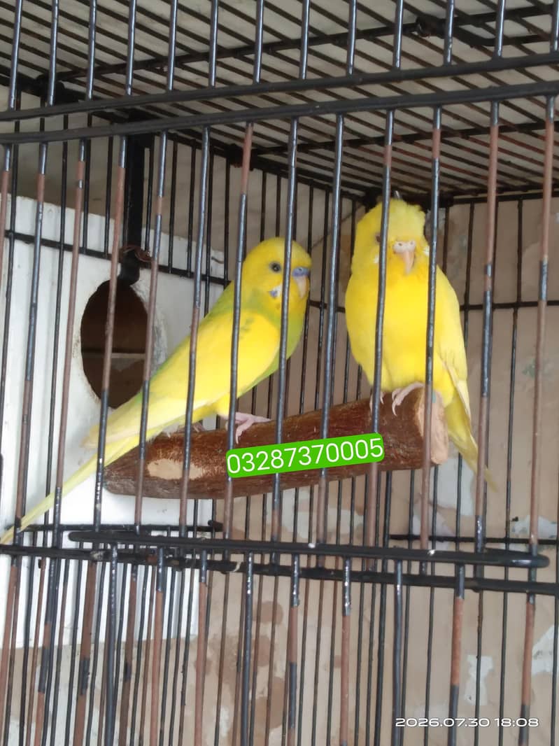 Red Eye Breeder 0