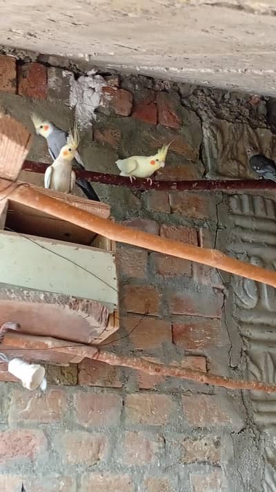 breeder pair aur sath do bachy with box Pura setup khtam kr rha hu