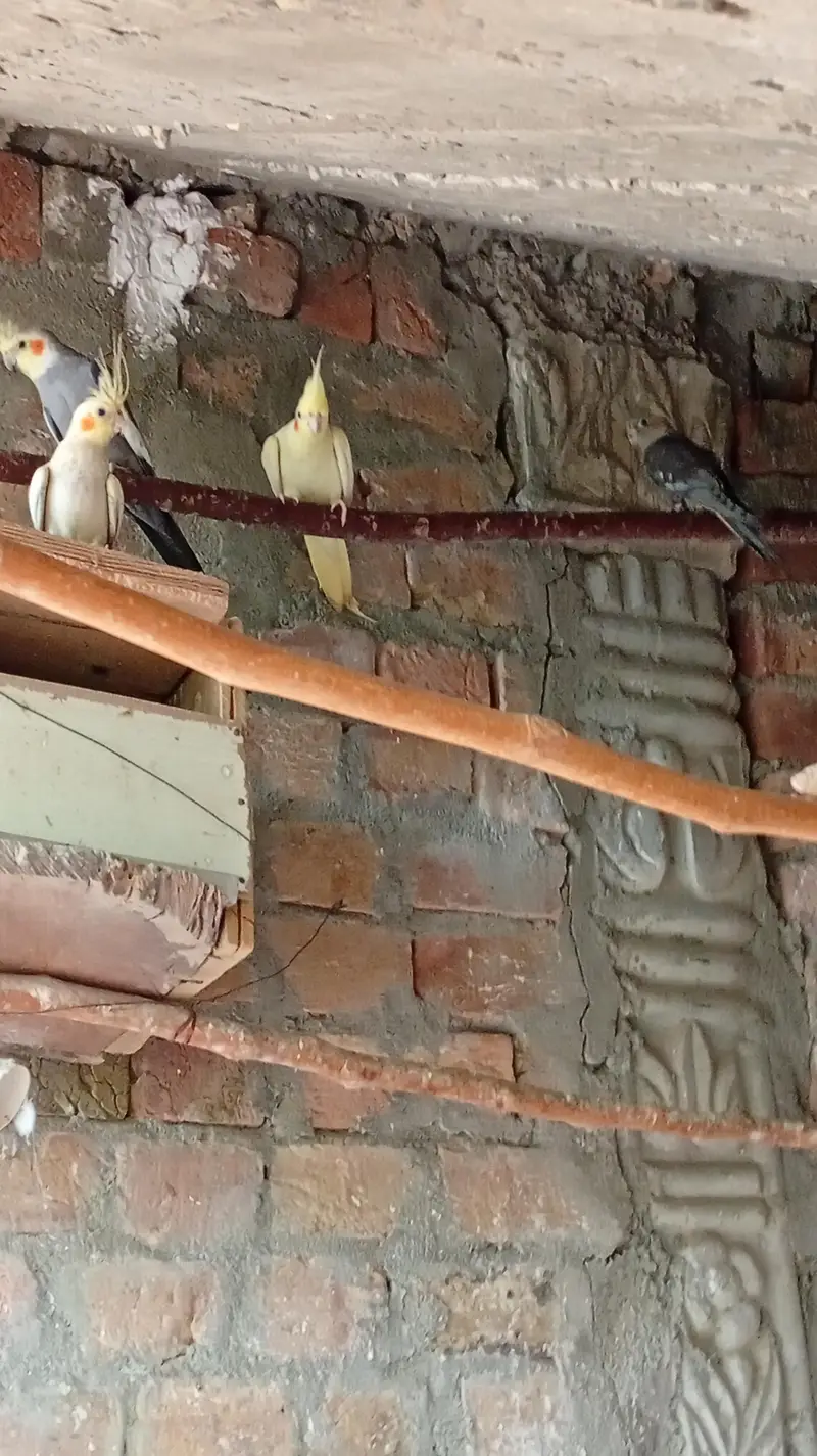 breeder pair aur sath do bachy with box Pura setup khtam kr rha hu — photo 2