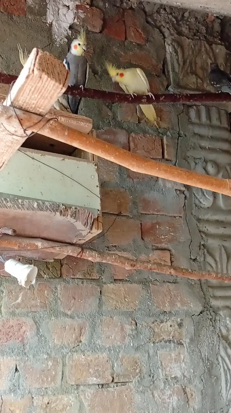 breeder pair aur sath do bachy with box Pura setup khtam kr rha hu — photo 3