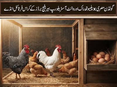 Golden Misri Fertile Eggs Plymouth Rock & White Australorp Cross eggs