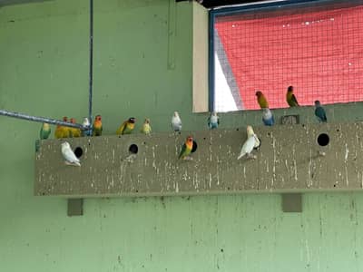 Lovebirds Colony For Sale (only birds)
