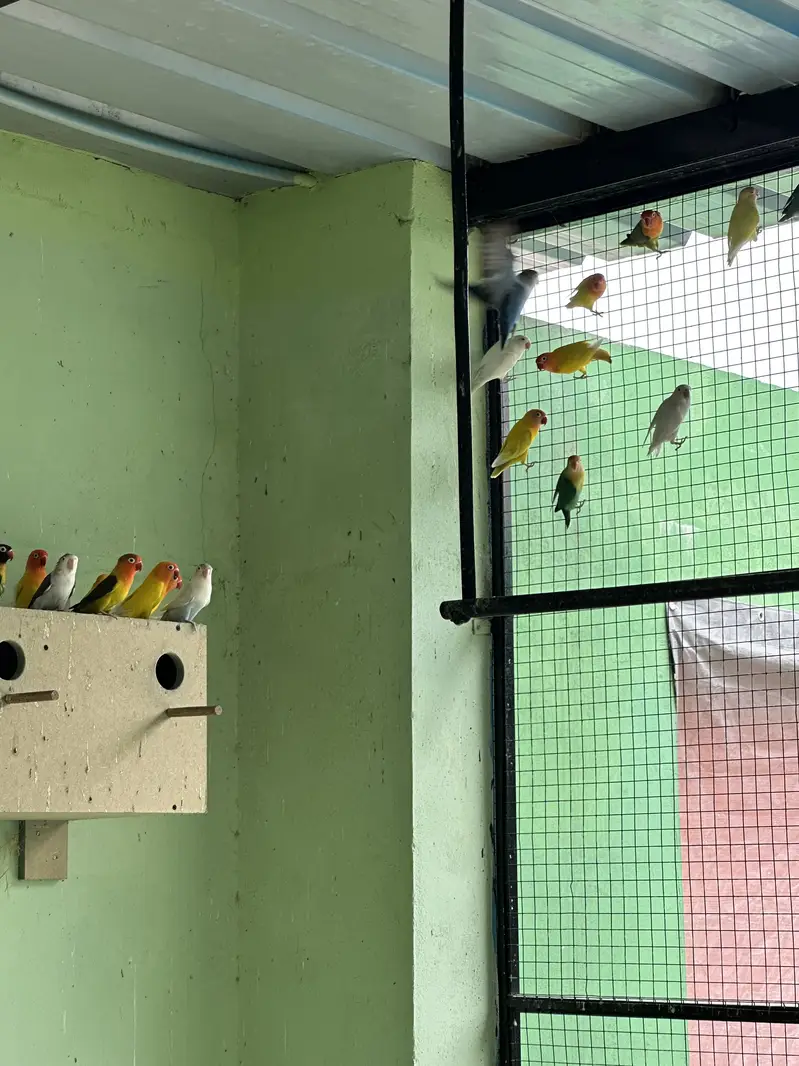 Lovebirds Colony For Sale (only birds) — photo 2
