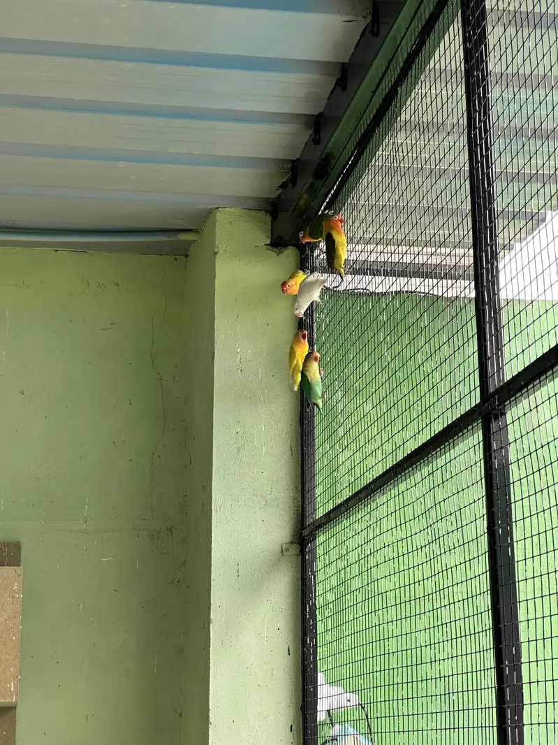 Lovebirds Colony For Sale (only birds) — photo 3