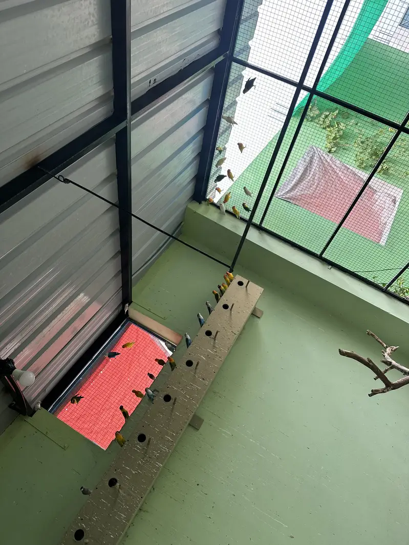 Lovebirds Colony For Sale (only birds) — photo 4