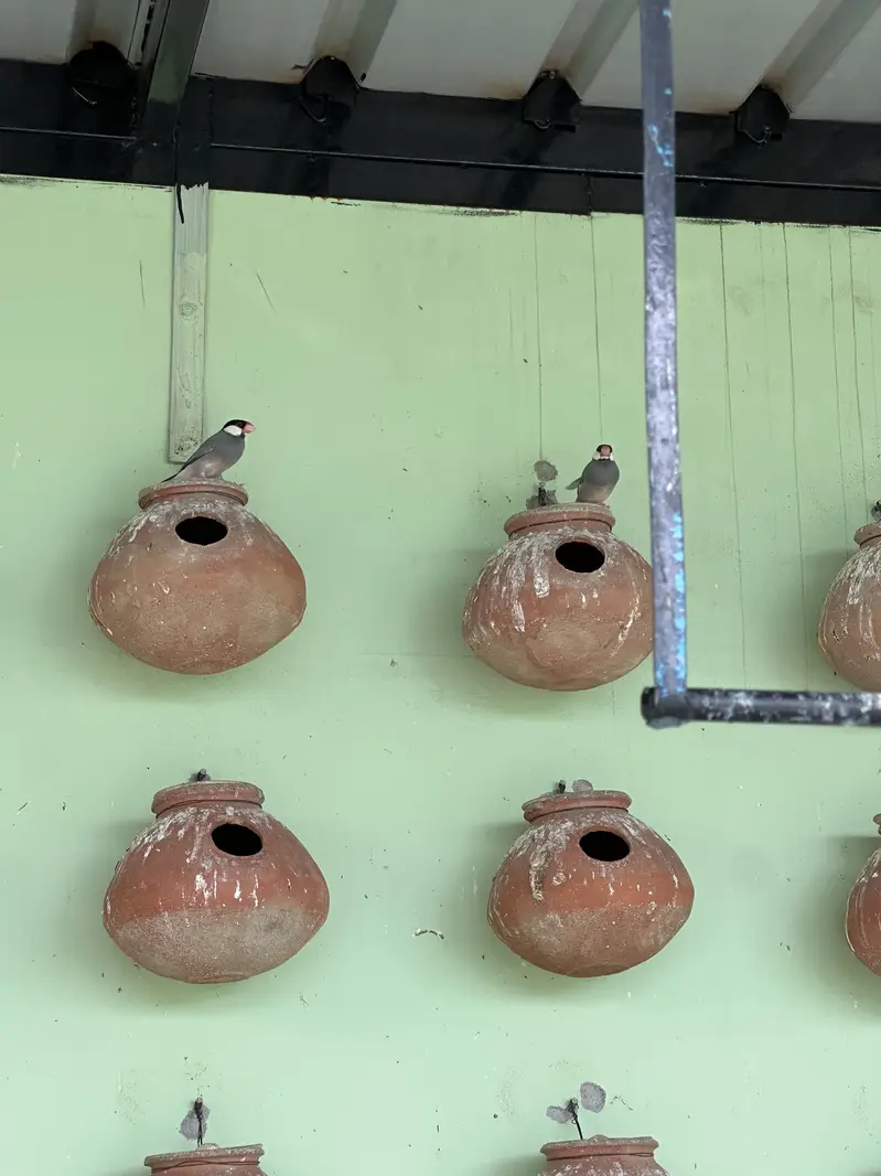 Lovebirds Colony For Sale (only birds) — photo 5