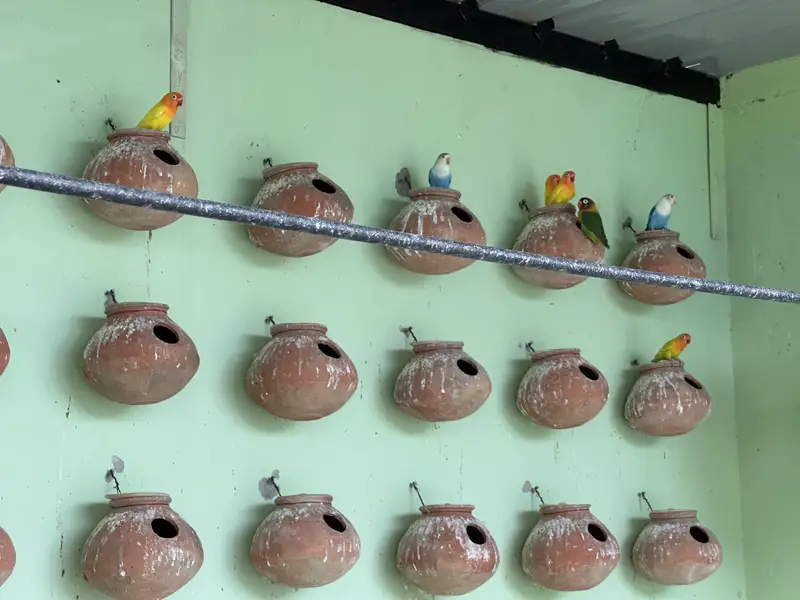 Lovebirds Colony For Sale (only birds) — photo 6