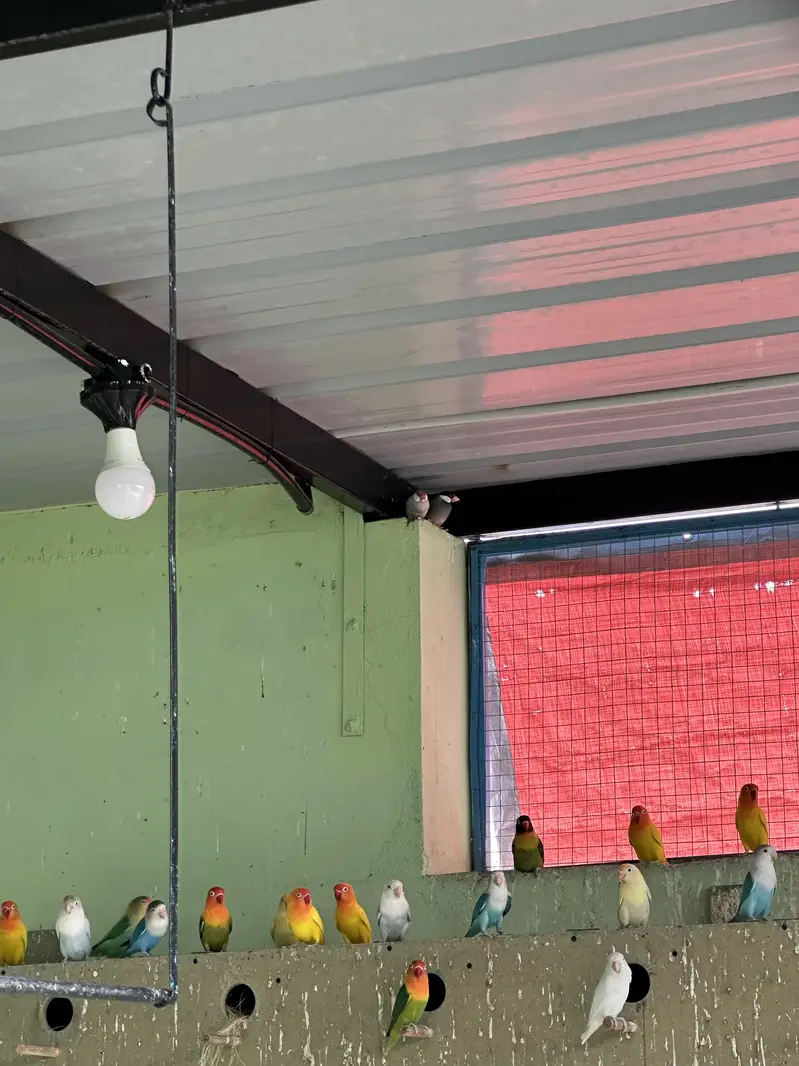Lovebirds Colony For Sale (only birds) — photo 7