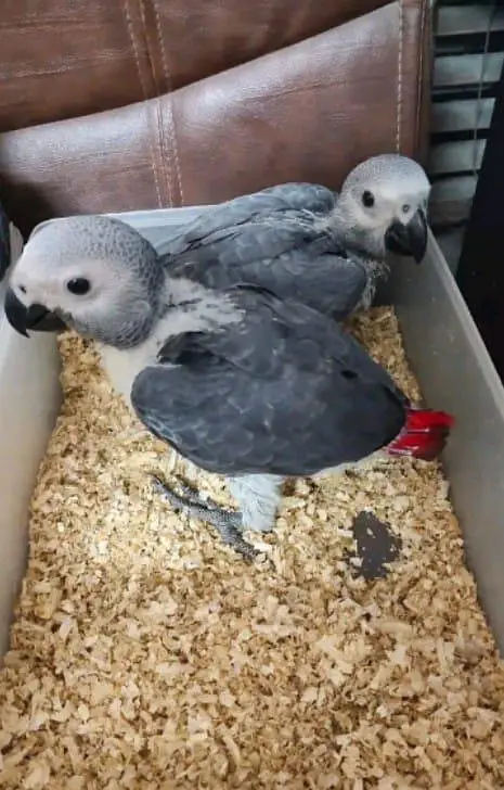 African grey parrot chicks for sale 0318/4281/412 — photo 2