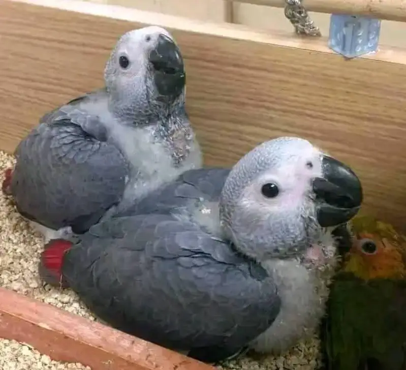 African grey parrot chicks for sale 0318/4281/412 — photo 3