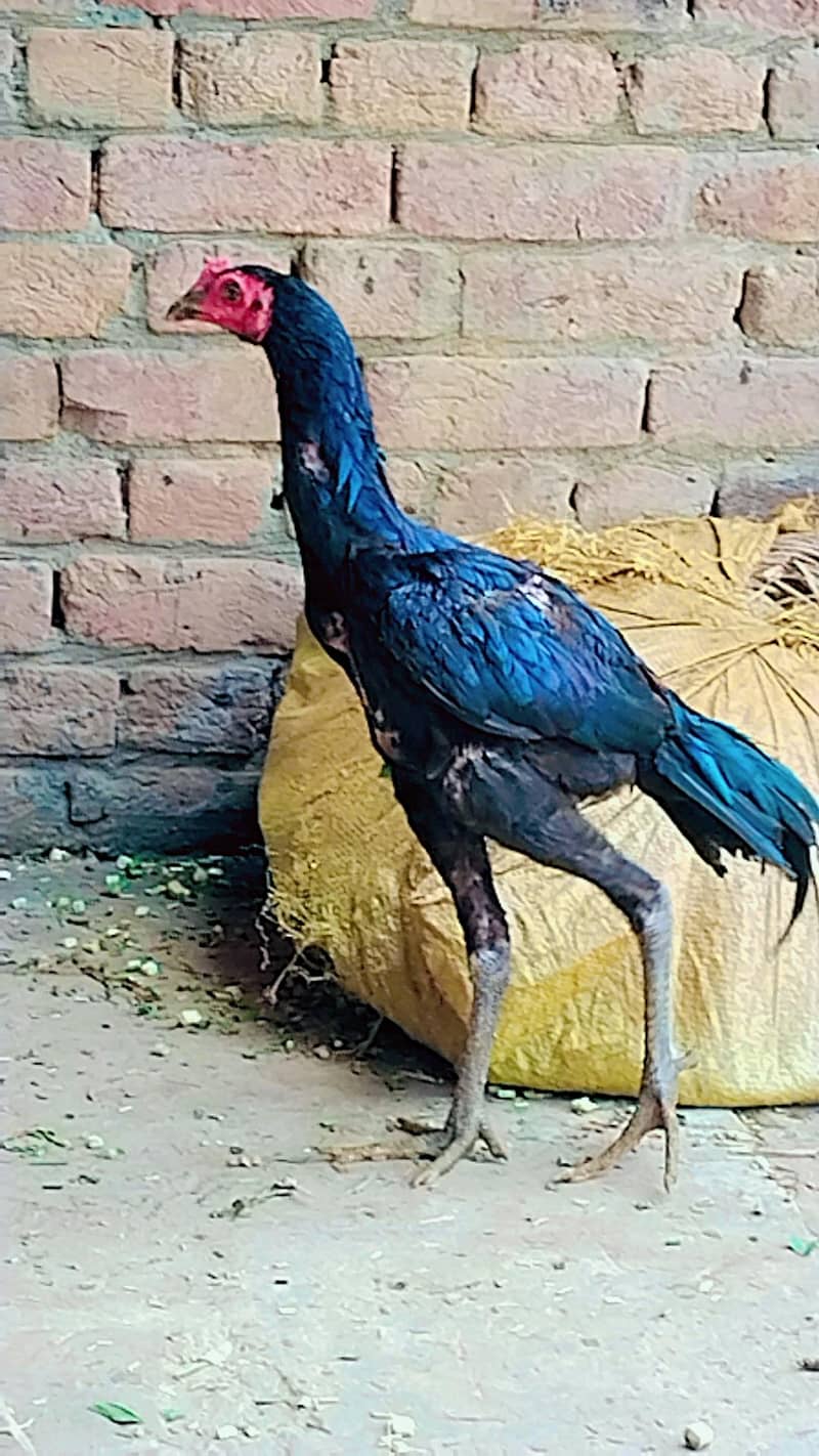 Aseel 5
