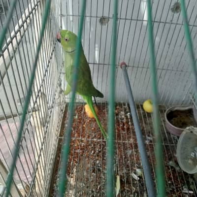 green parrot
