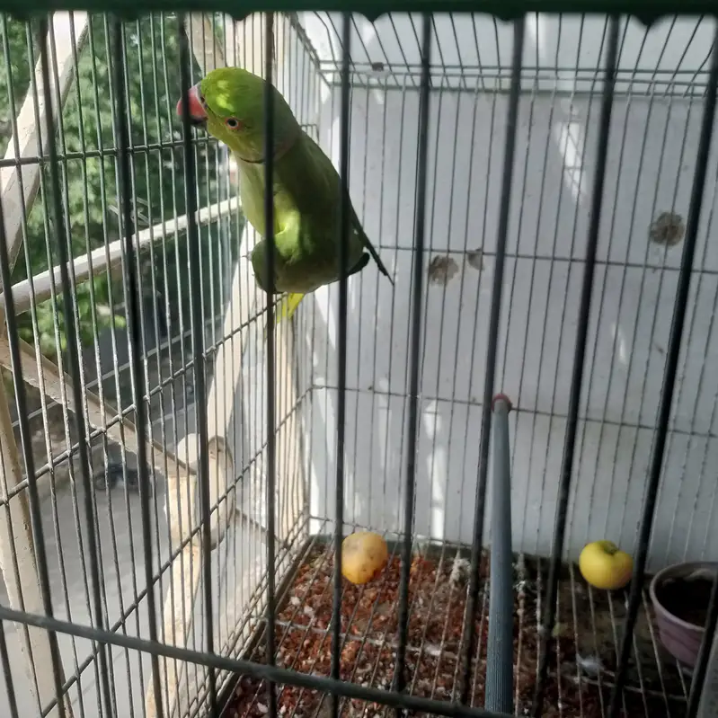 green parrot — photo 2