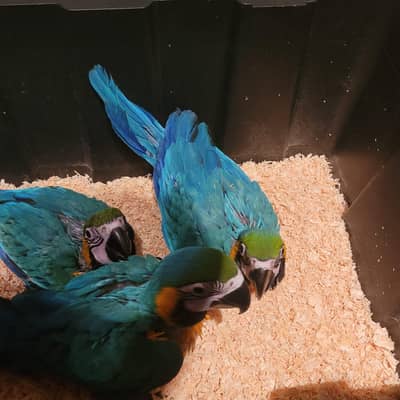 blue Macau parrot chicks for sale 0335/4887/932