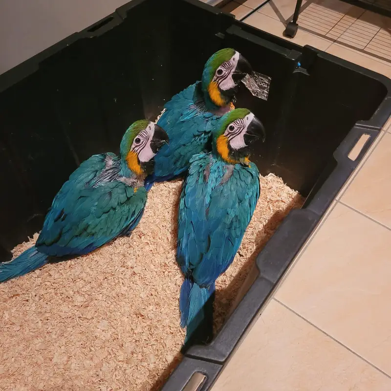 blue Macau parrot chicks for sale 0335/4887/932 — photo 3