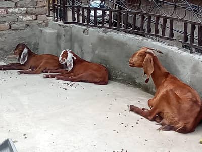kajle aur bakri for sale 03136375401