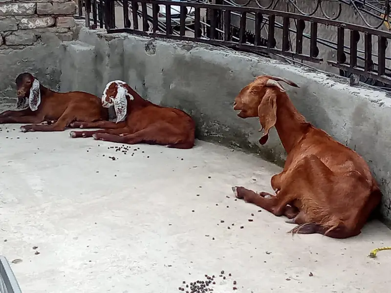 kajle aur bakri for sale 03136375401 — photo 2