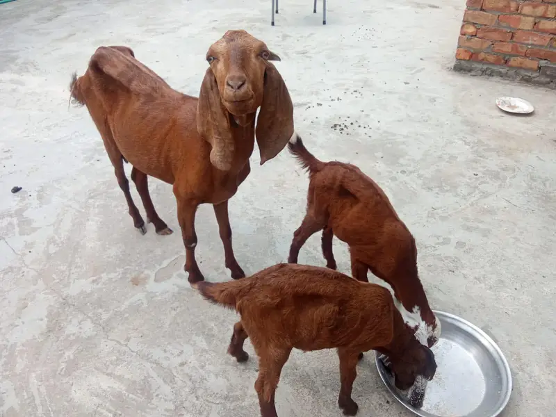 kajle aur bakri for sale 03136375401 — photo 3