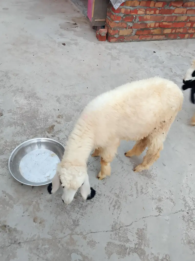 kajle aur bakri for sale 03136375401 — photo 4