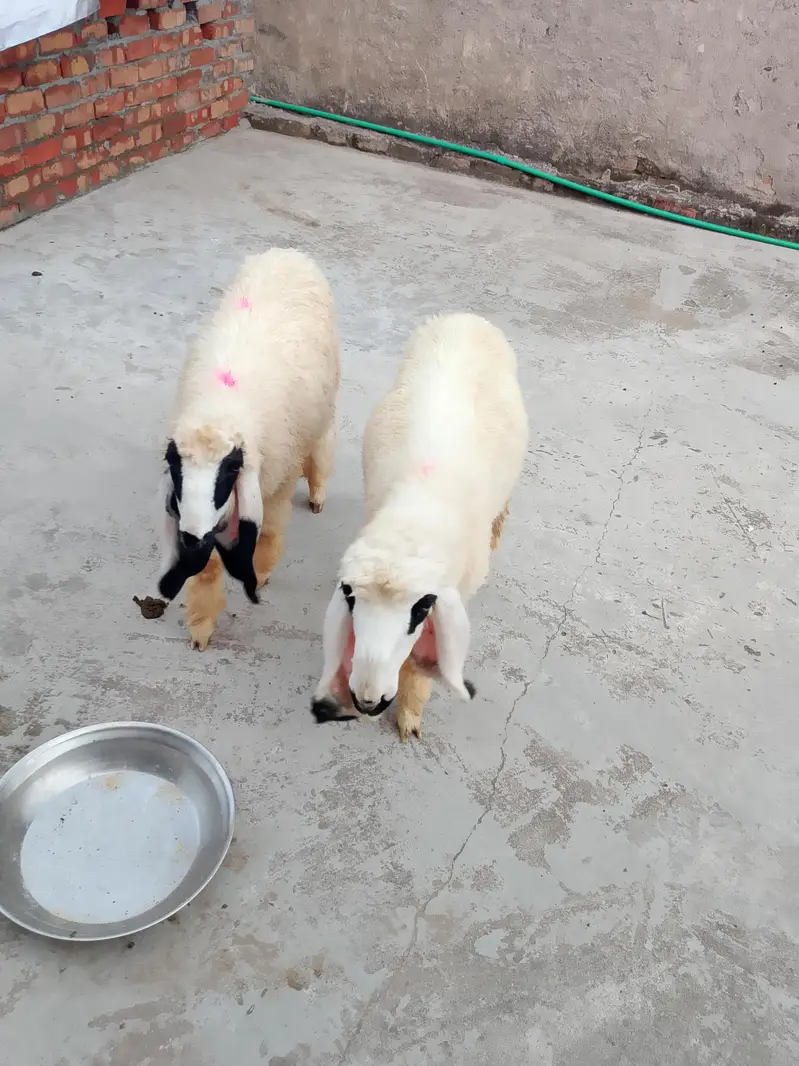 kajle aur bakri for sale 03136375401 — photo 5