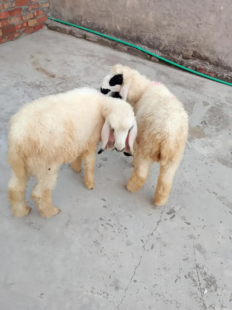 kajle aur bakri for sale 03136375401 — photo 6