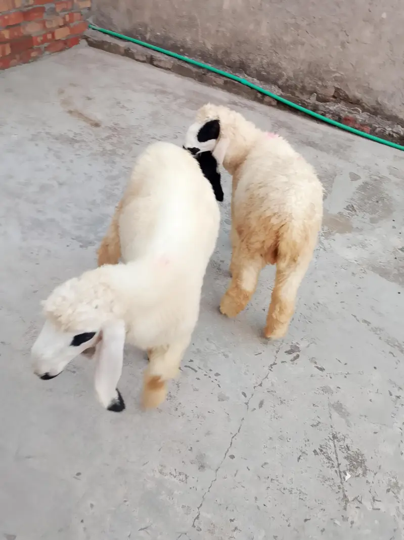 kajle aur bakri for sale 03136375401 — photo 7