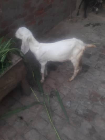 Rajanpuri Kanj Bakra WhatsApp 03494630682