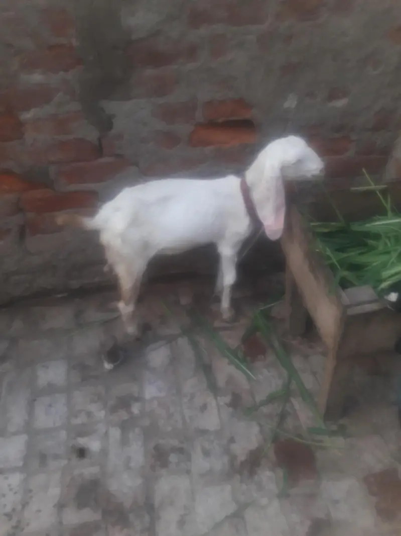 Rajanpuri Kanj Bakra WhatsApp 03494630682 — photo 2