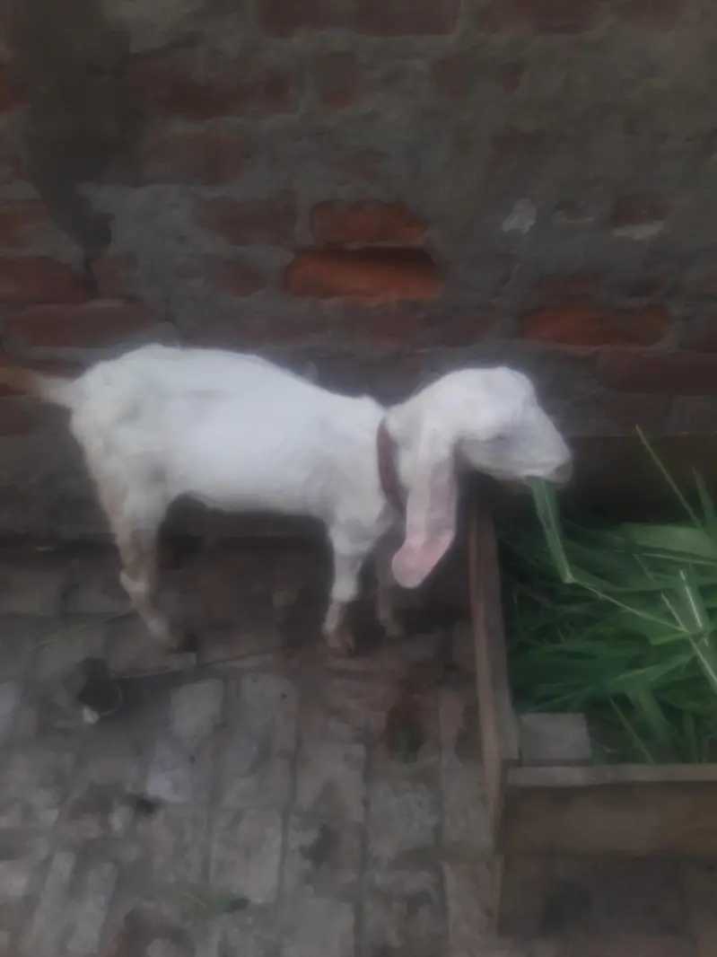 Rajanpuri Kanj Bakra WhatsApp 03494630682 — photo 3