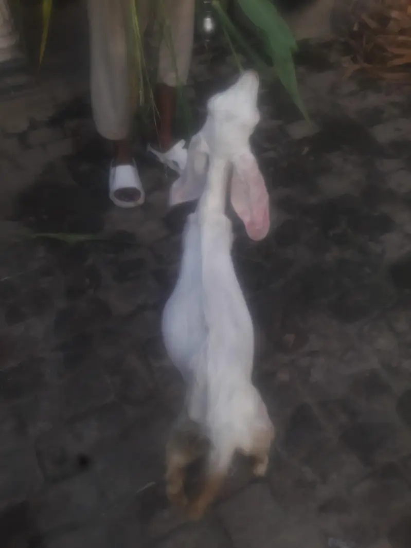 Rajanpuri Kanj Bakra WhatsApp 03494630682 — photo 4