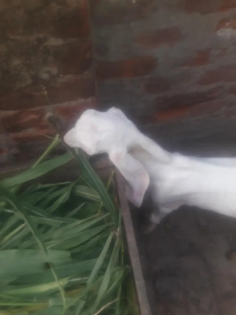 Rajanpuri Kanj Bakra WhatsApp 03494630682 — photo 5