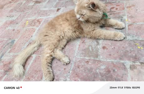 Light Bown Persian Cat