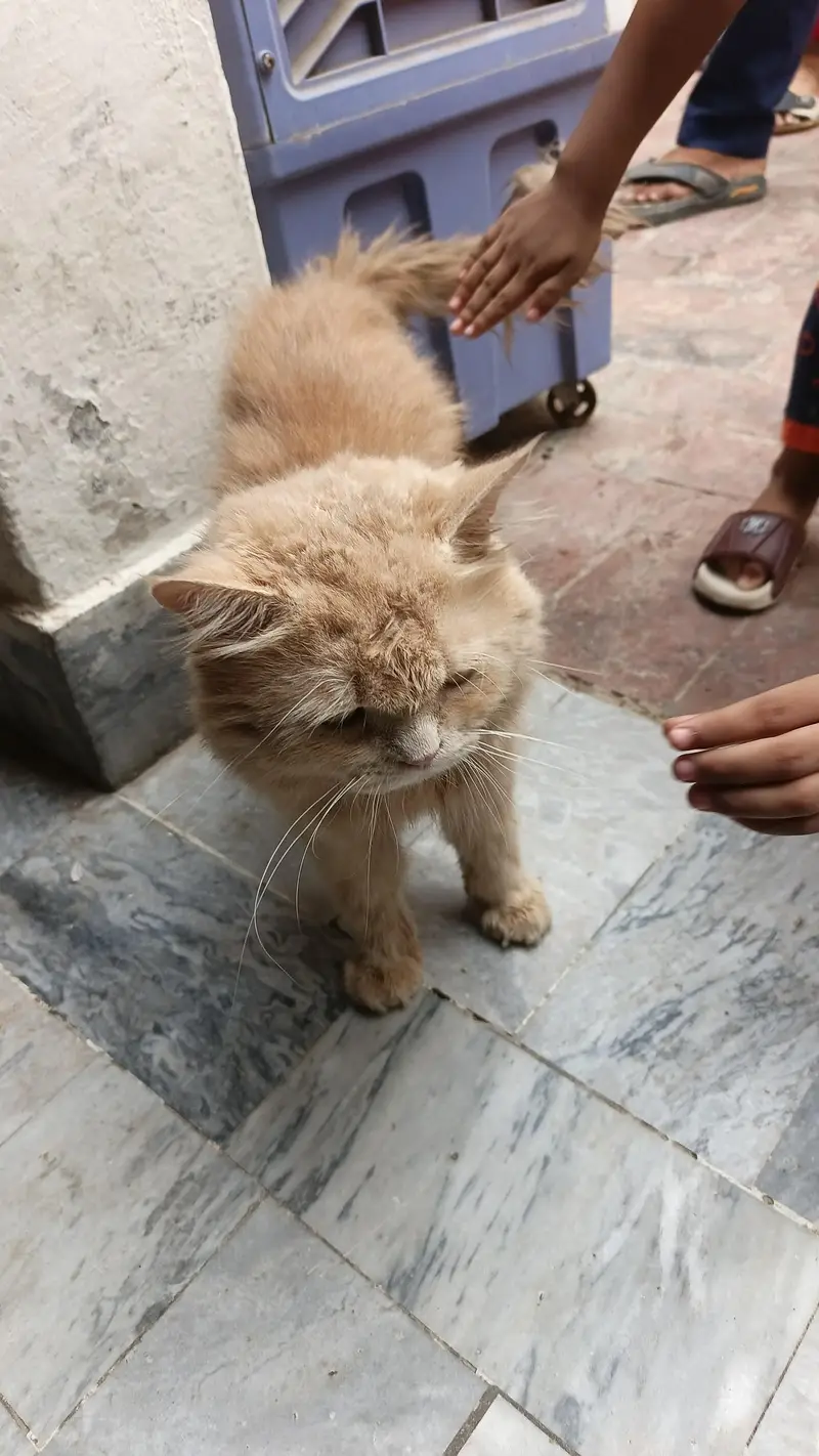 Light Bown Persian Cat — photo 2