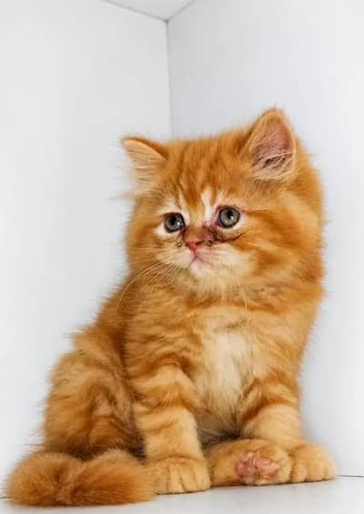Persian female kitten for sale 0342+9704+074