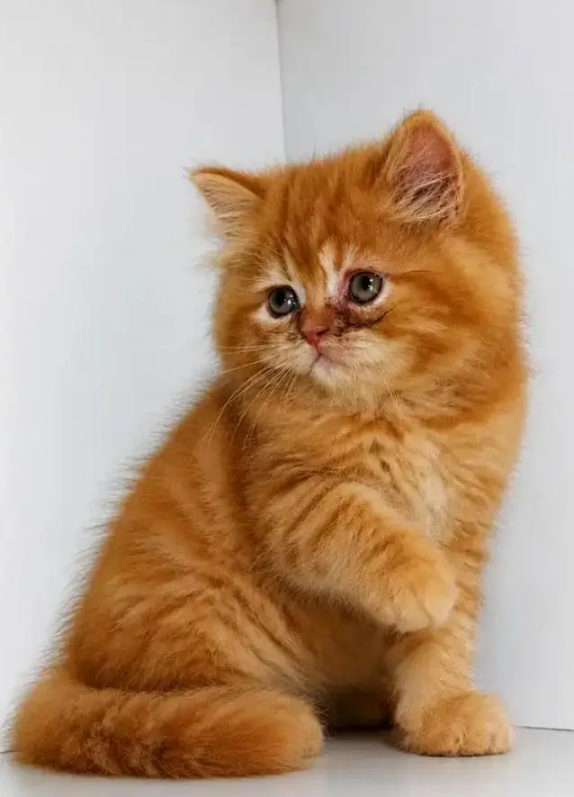 Persian female kitten for sale 0342+9704+074 — photo 2