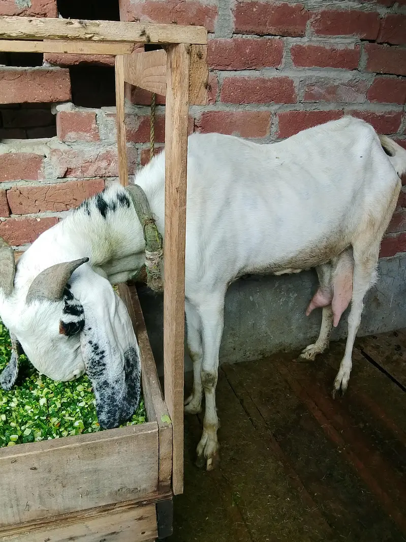 Dasi bakry Gaban bakri for sale 03295534870 — photo 5