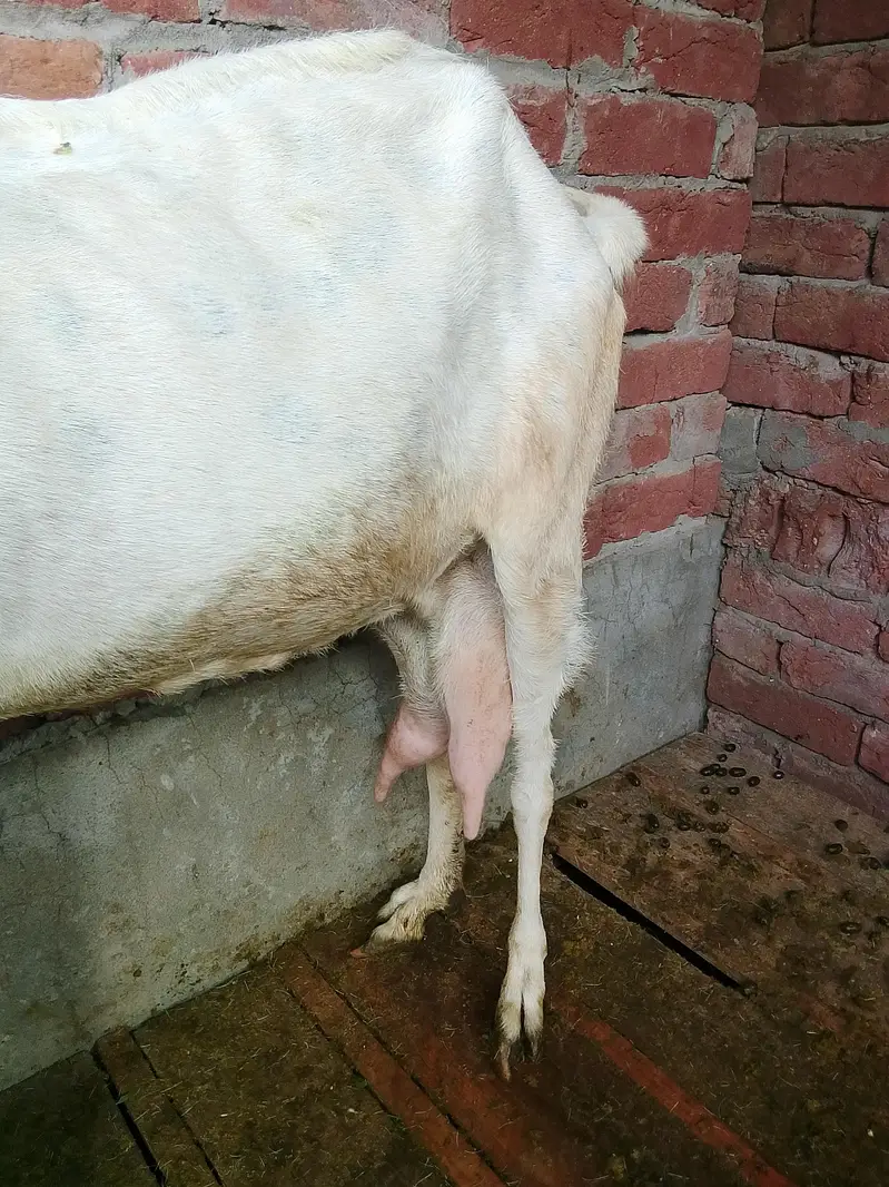 Dasi bakry Gaban bakri for sale 03295534870 — photo 6