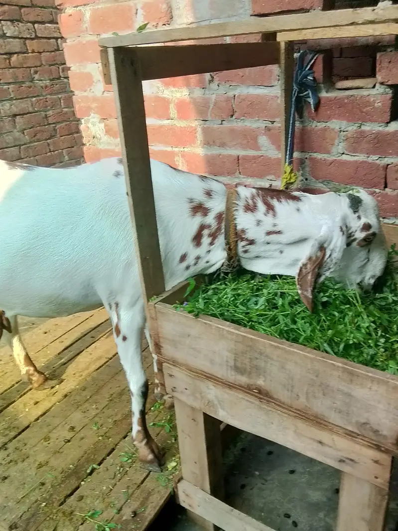 Dasi bakry Gaban bakri for sale 03295534870 — photo 8