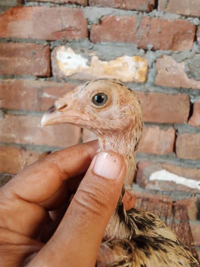 Miamwali Aseel Chiks