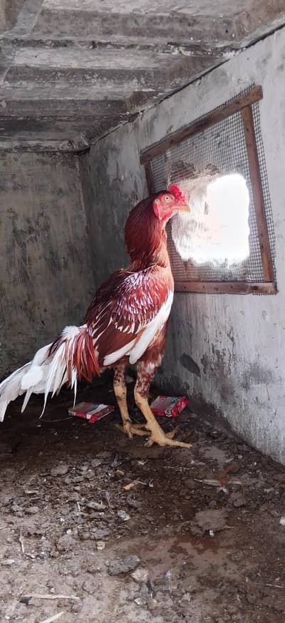 Quality aseel bird's