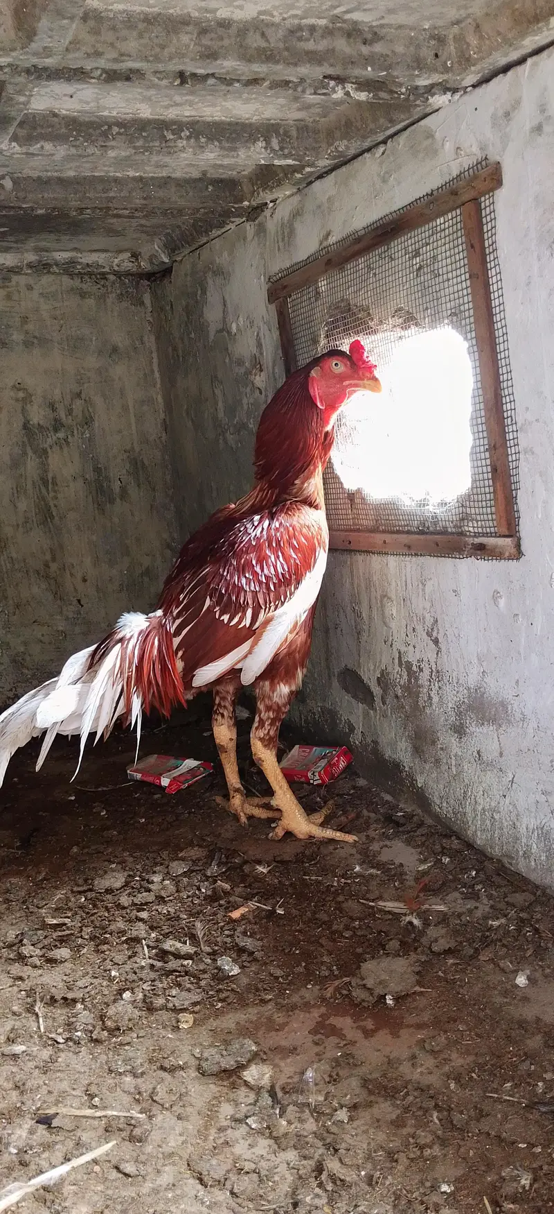 Quality aseel bird's — photo 2