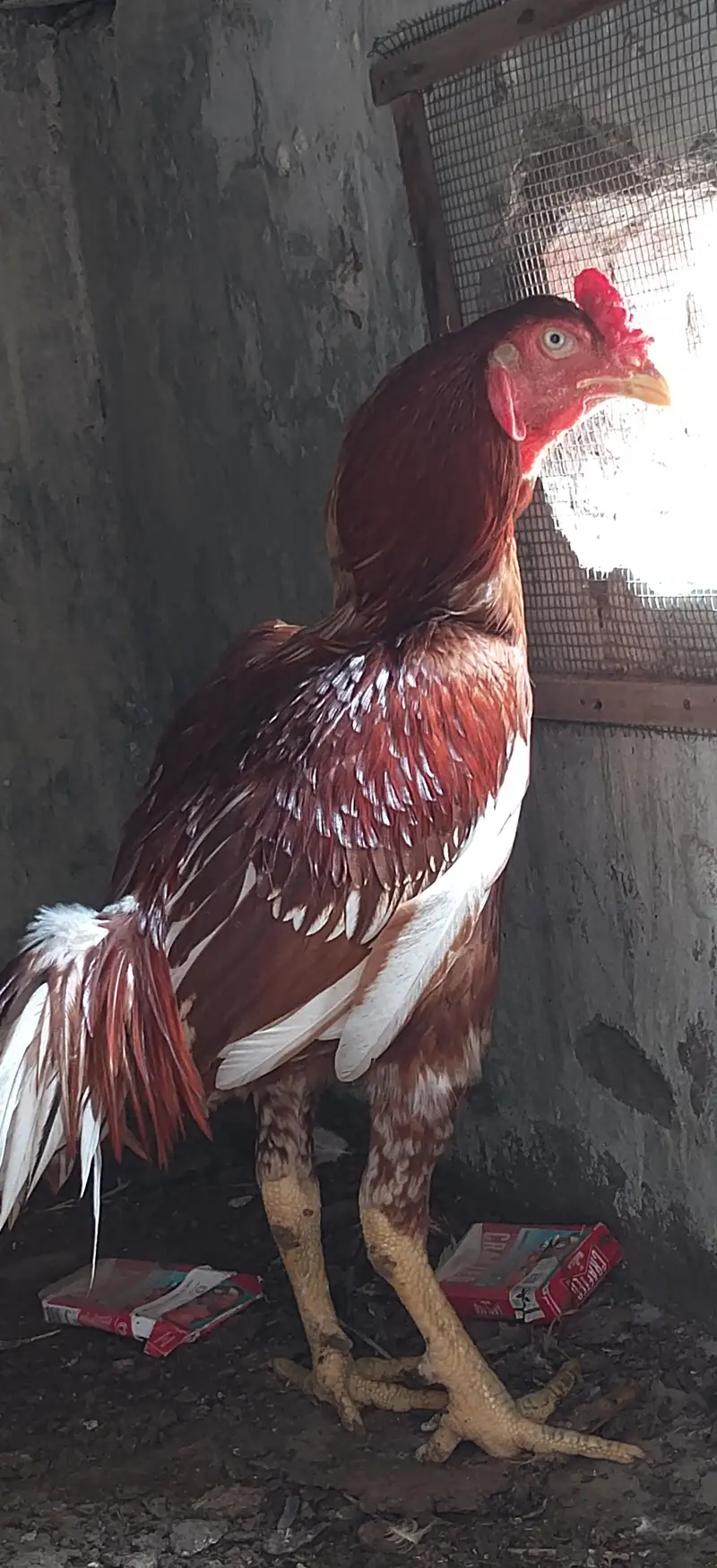 Quality aseel bird's — photo 3