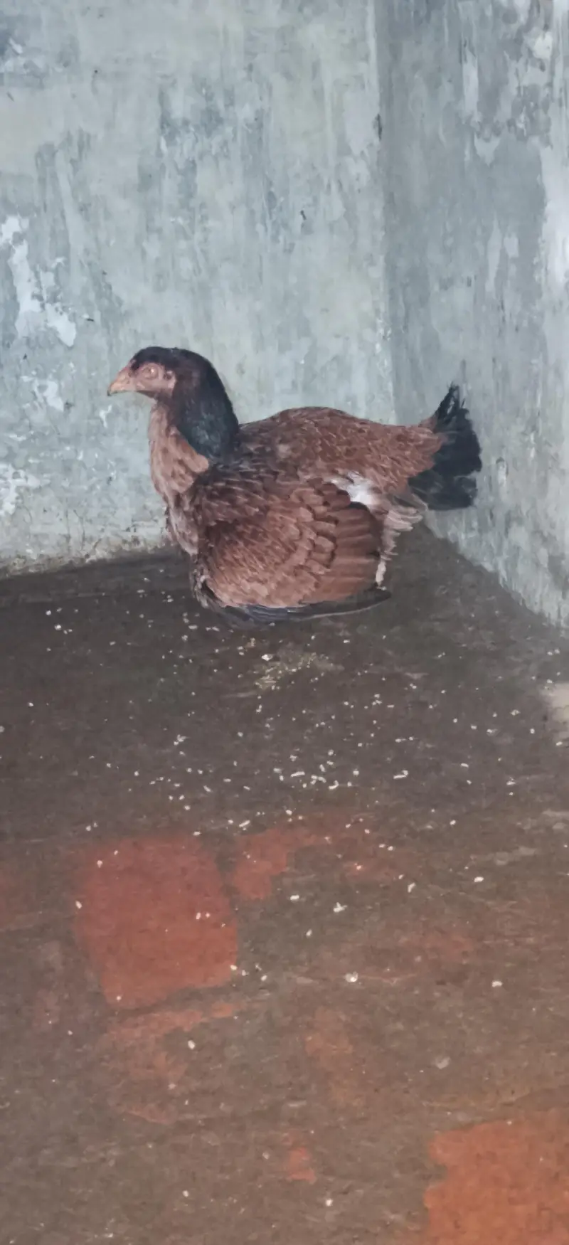 Quality aseel bird's — photo 4