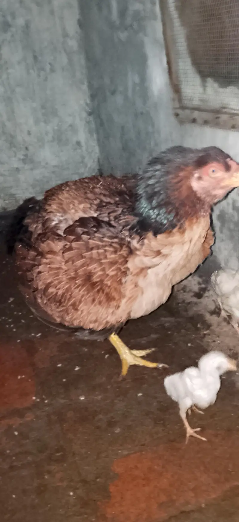 Quality aseel bird's — photo 5